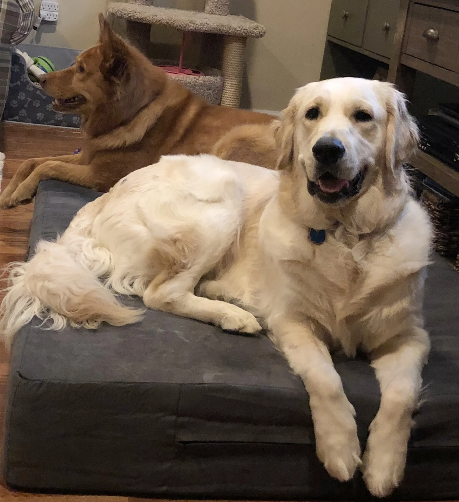 Process Pups Brand and Ella.jpg
