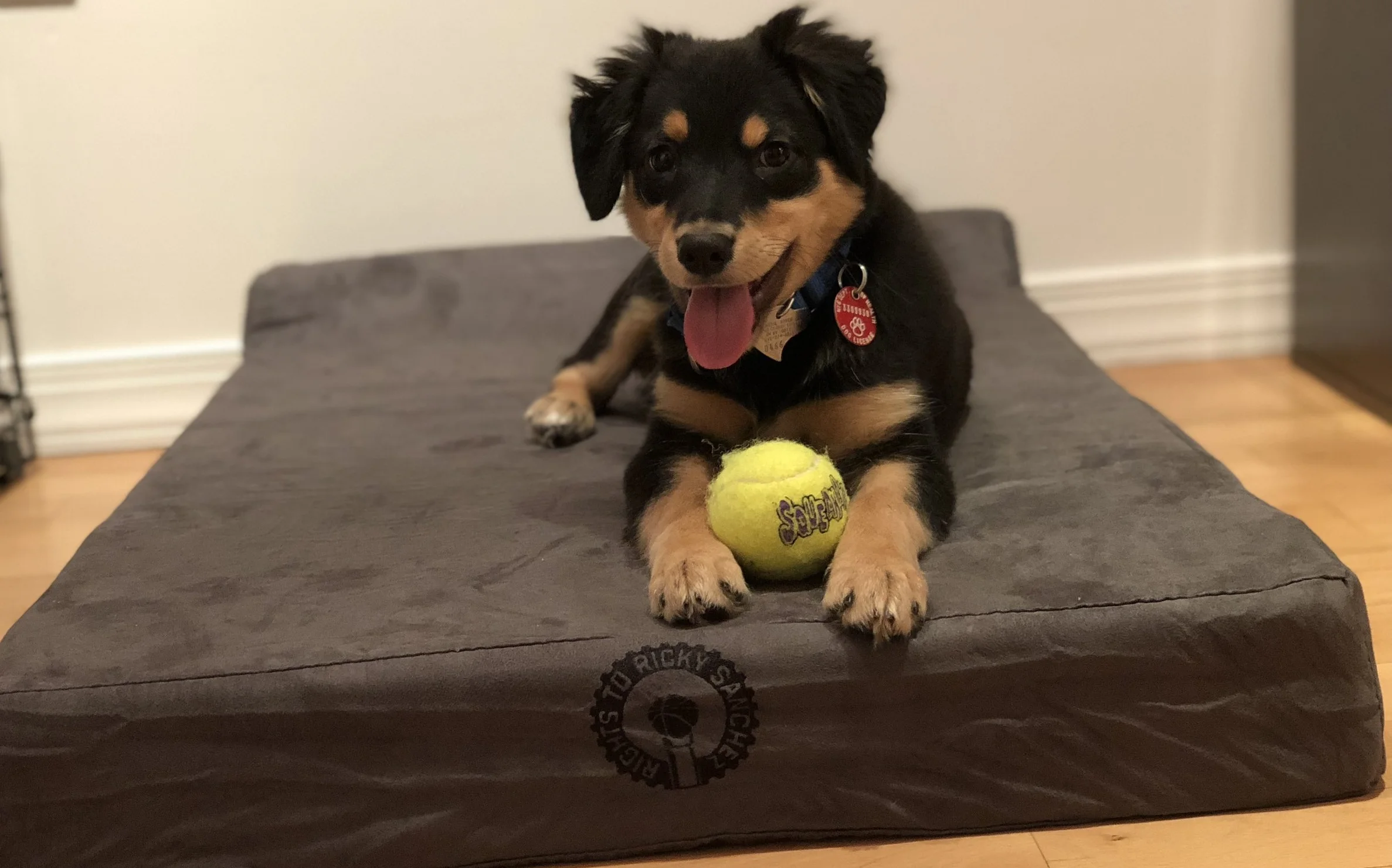 Process Pup Sir Charles.jpeg