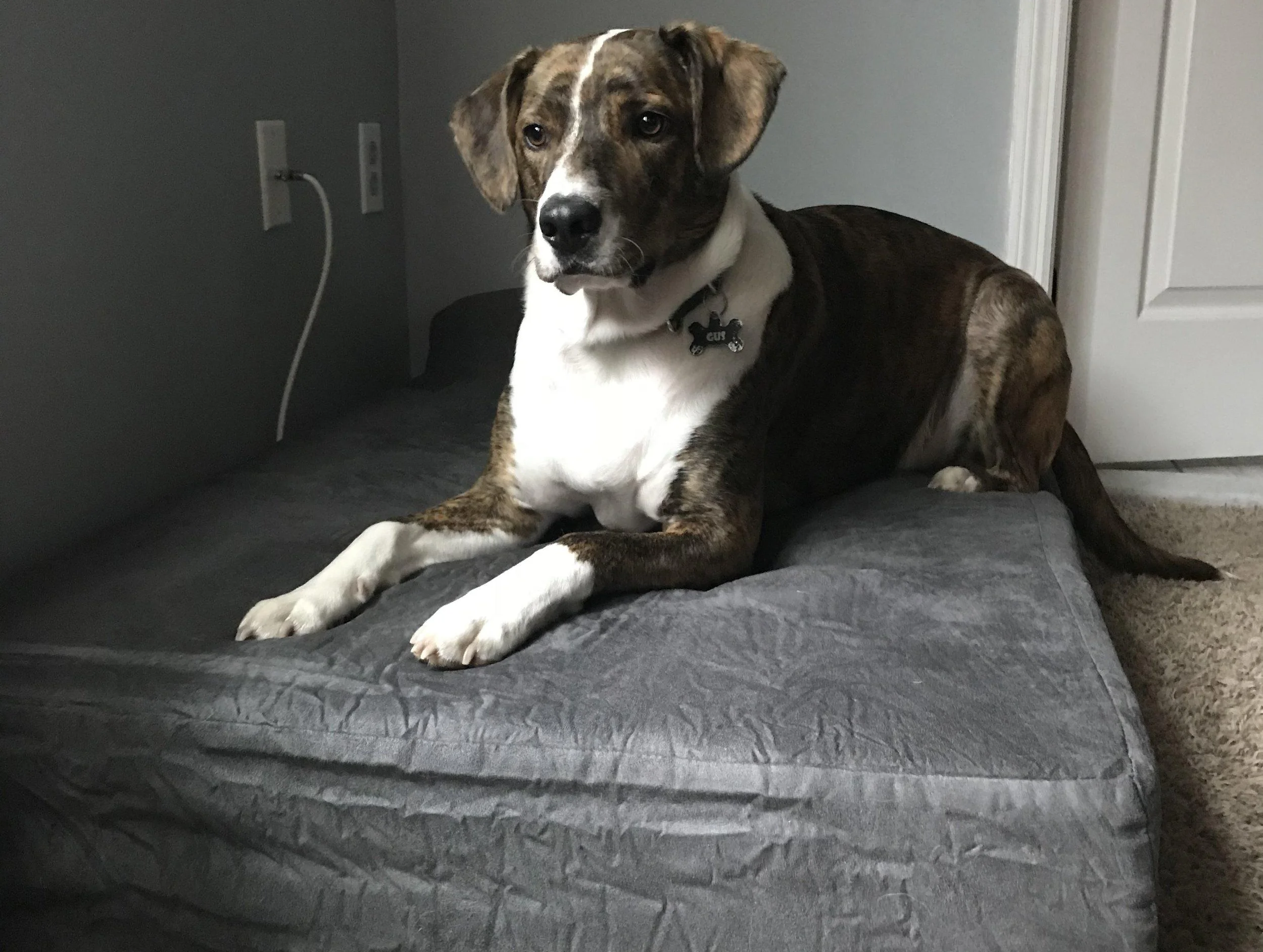Process Pup Gus.jpeg