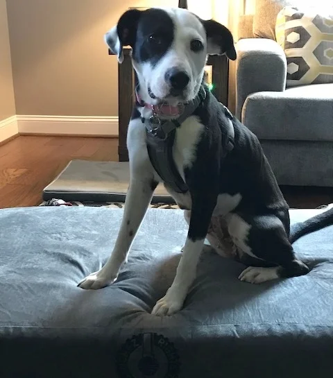 Process Pup Piper.jpg