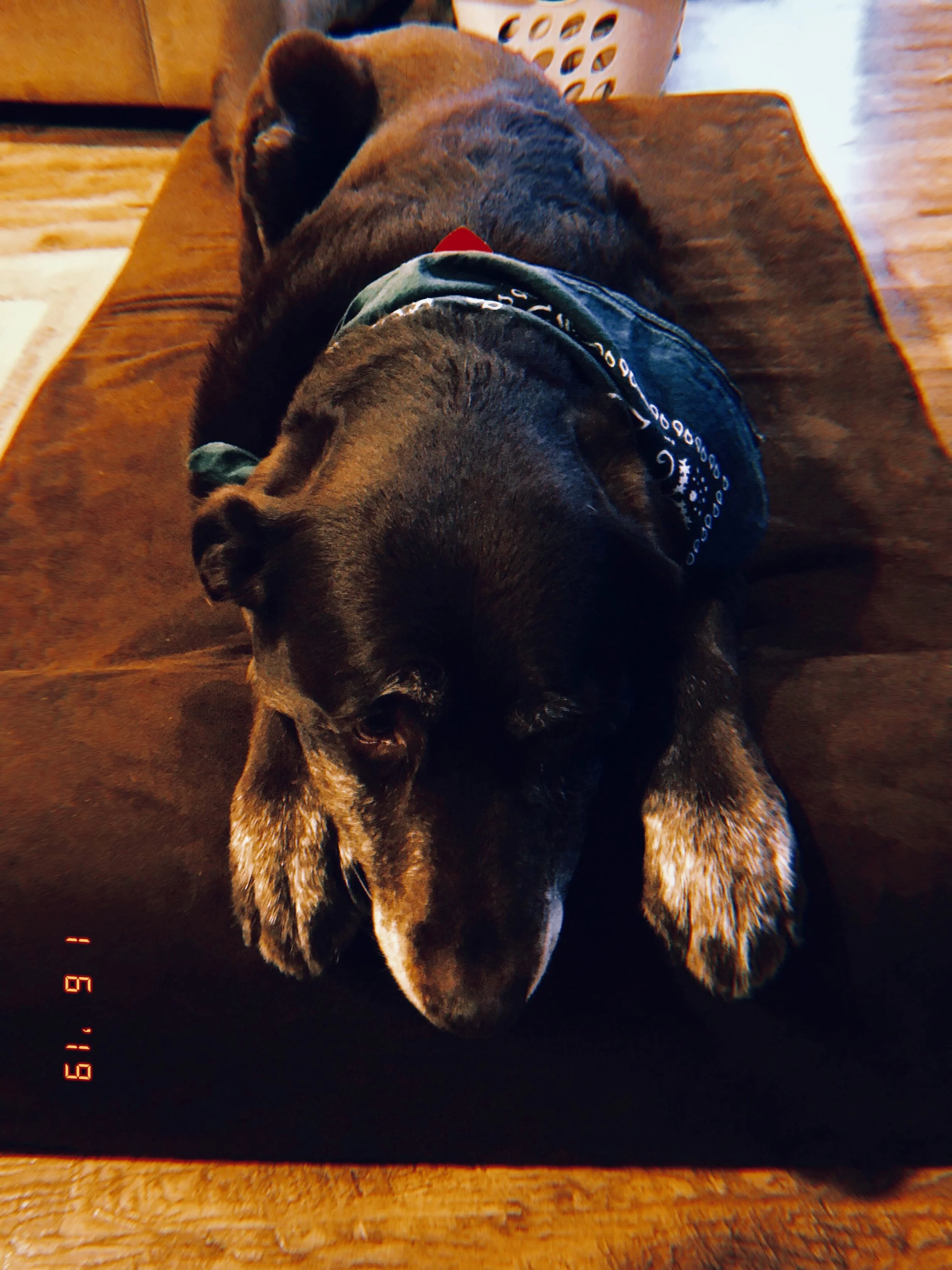 Process Pup Nelly II.jpeg