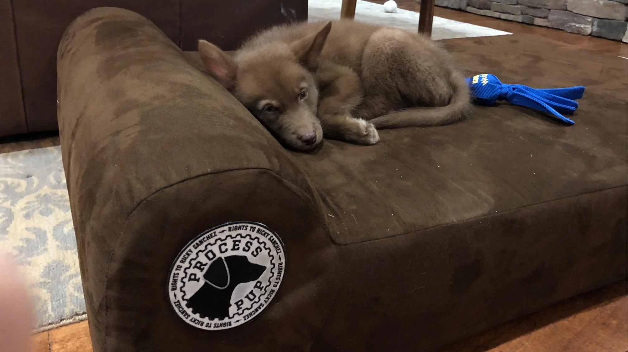 Process+Pup+Fletcher+II.jpg