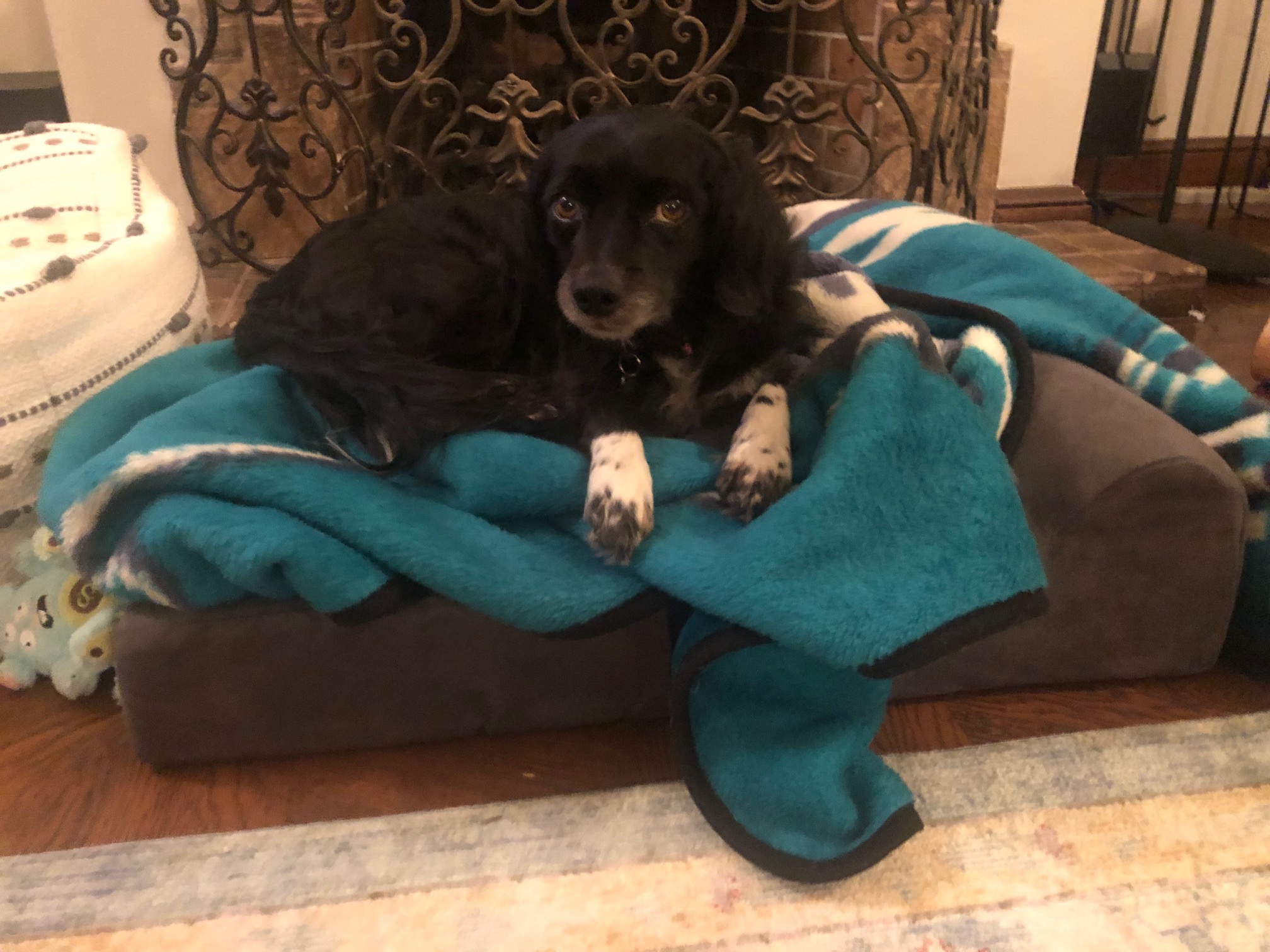 Process Pup Rigby.jpeg