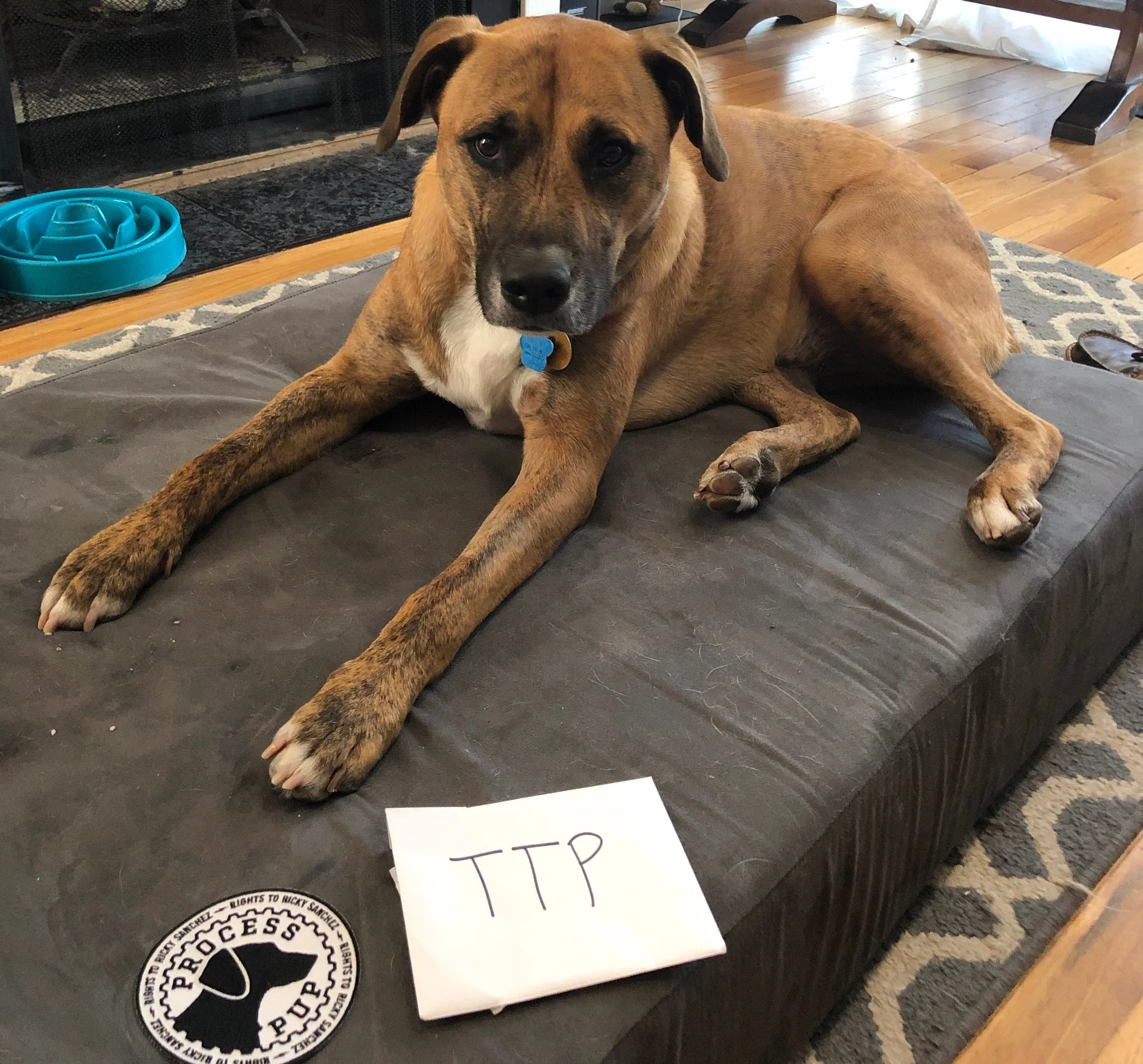 Process+Pup+Oscar+2.jpg
