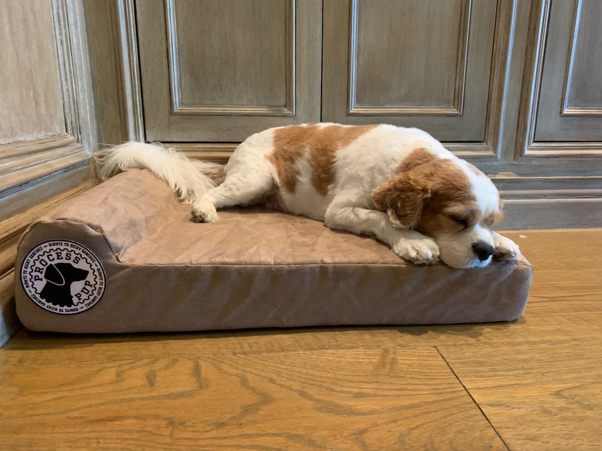 Process Pup Sammy.jpeg