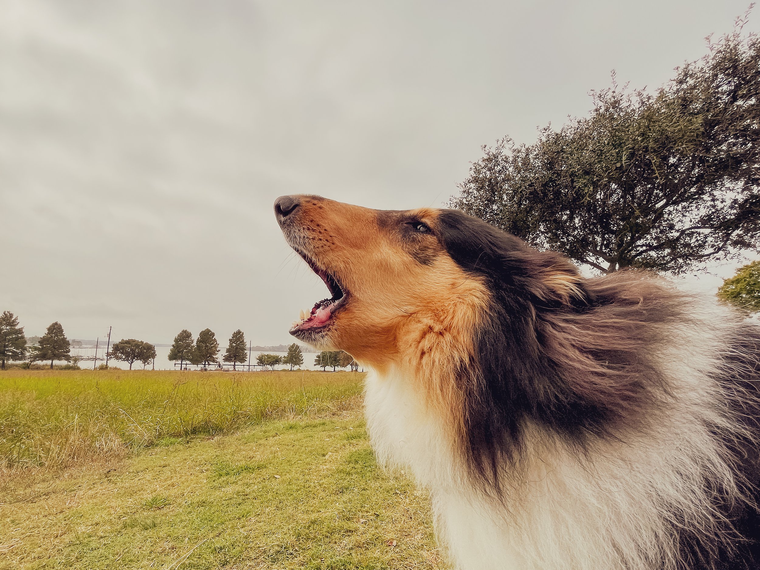 Why is my dog barking?