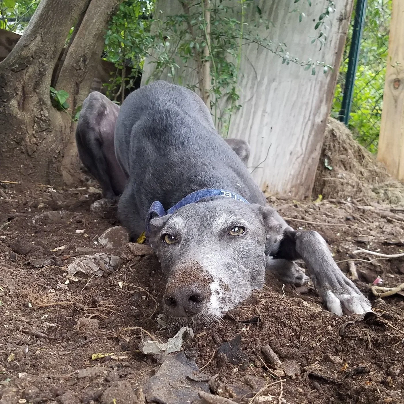 4 Steps to Stop Digging