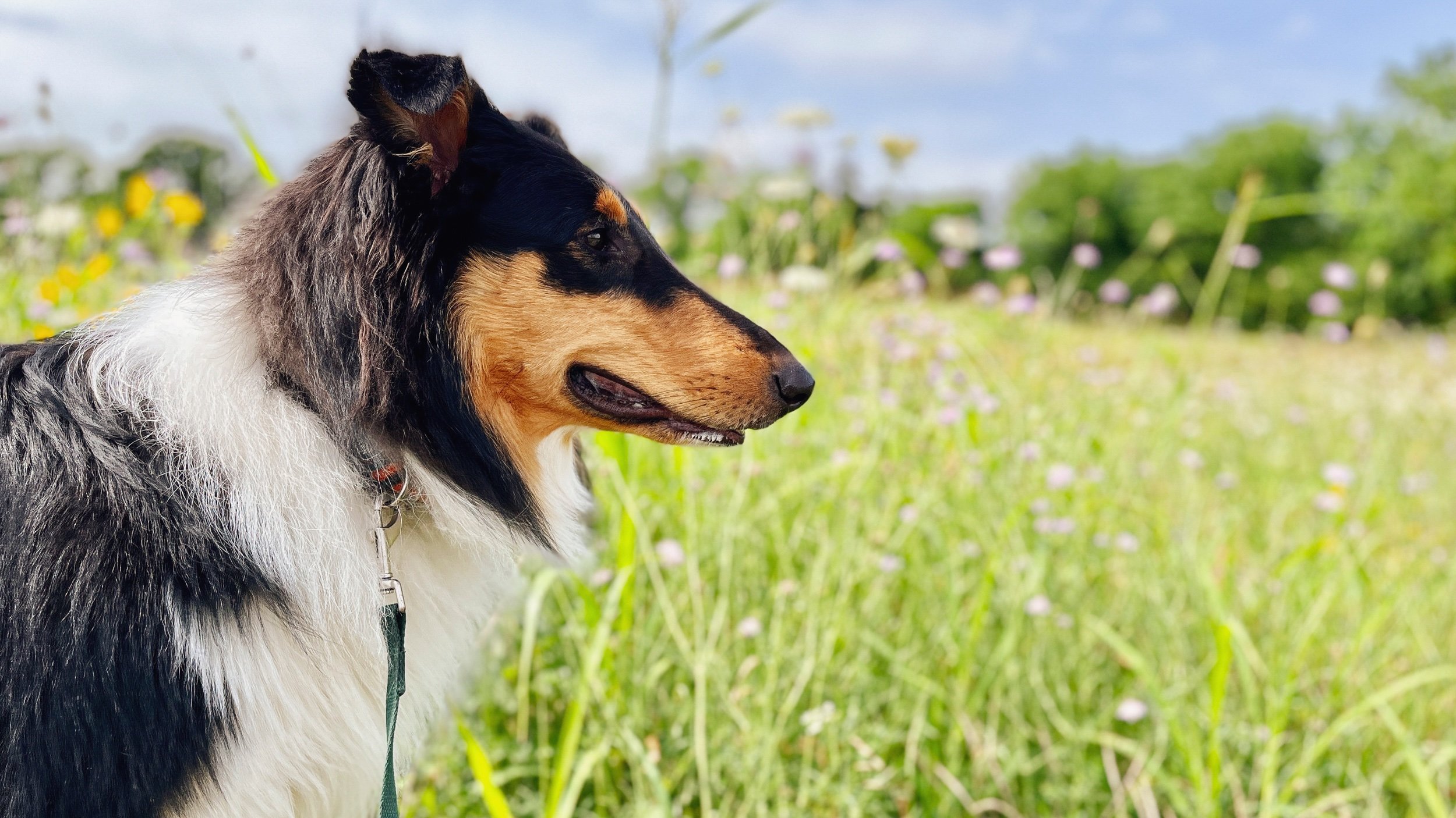 collie-norbuck-park-1.jpeg