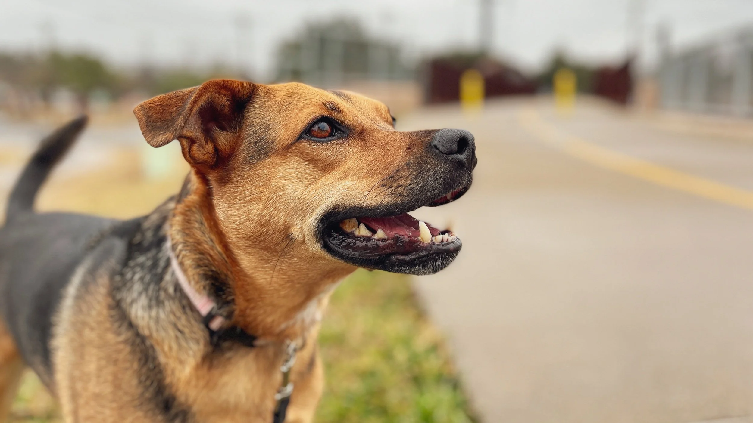 Leash Reactivity: Where to Start