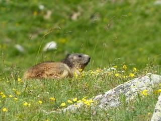 Marmot at the top of the Alpette lift close to the chalet. There is a wealth of flora and fauna to be seen while out hiking and cycling in the summer months.