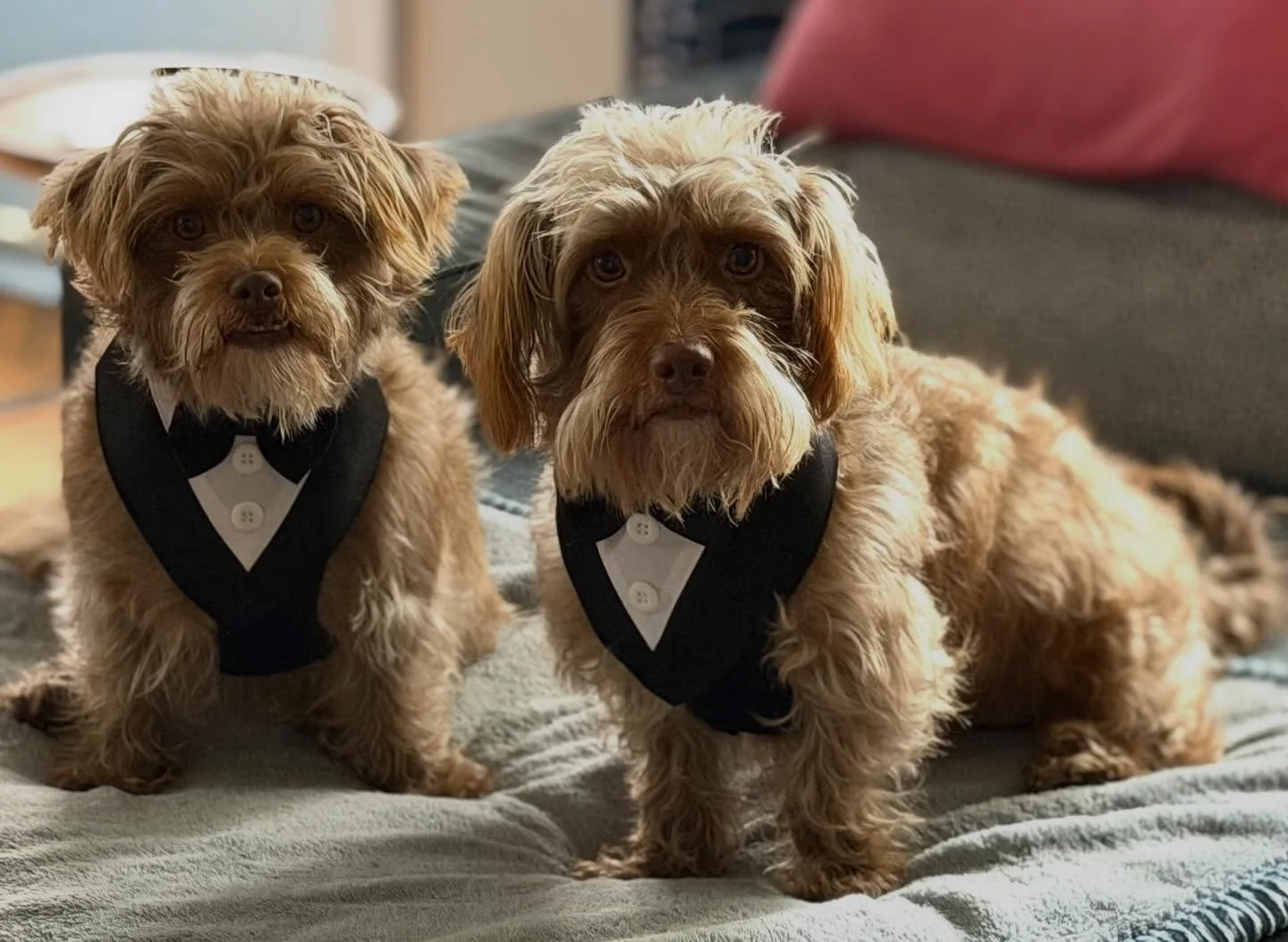 Happy National Puppy Day to Dudley and Fletcher!! We love you two. @chadfooooogland 🤗💕