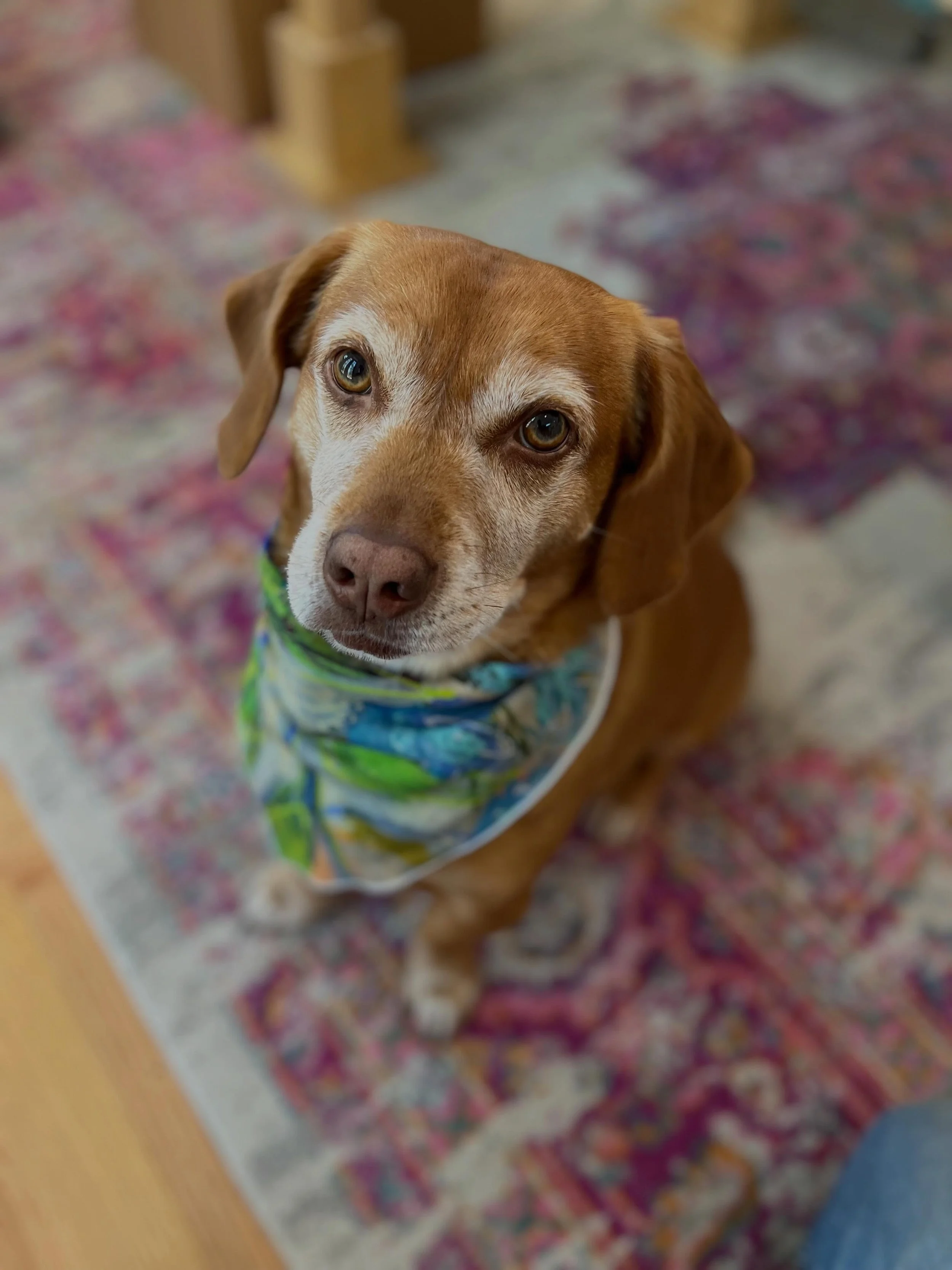 It&rsquo;s been 1 Year today  since we lost our beloved Henry ❤️&zwj;🩹 We miss you and talk about you everyday. There&rsquo;s still big hole in our lives where you were for so long. You are and will always be our soul dog. See you on the other side,