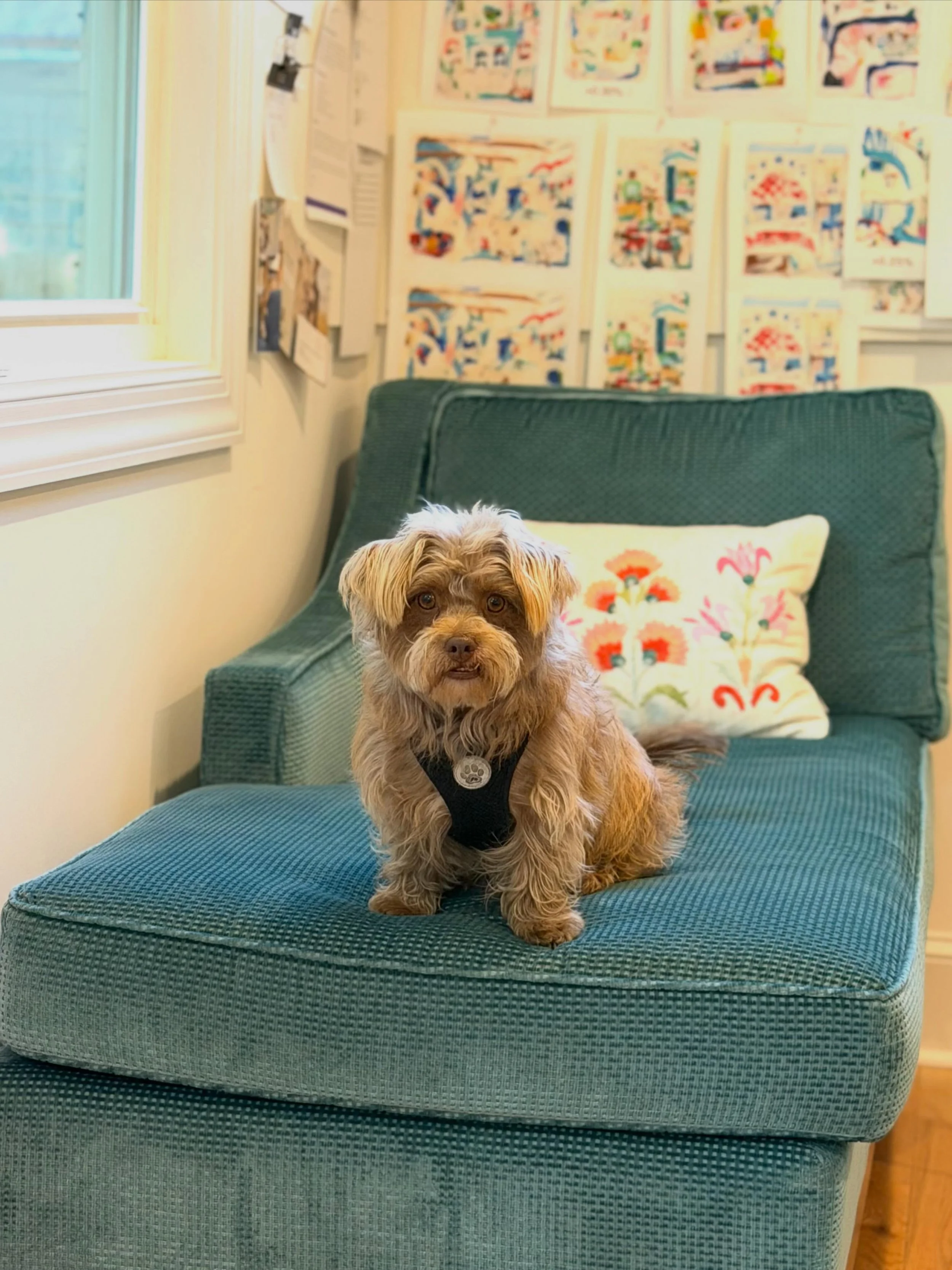 My little studio helpers: Dudley and Fletcher. Henry used to always want to be in the studio with me (before his accident) and look out the window. Dudley and Fletcher haven&rsquo;t really completely figured out their support roles yet 🤪 I bought th