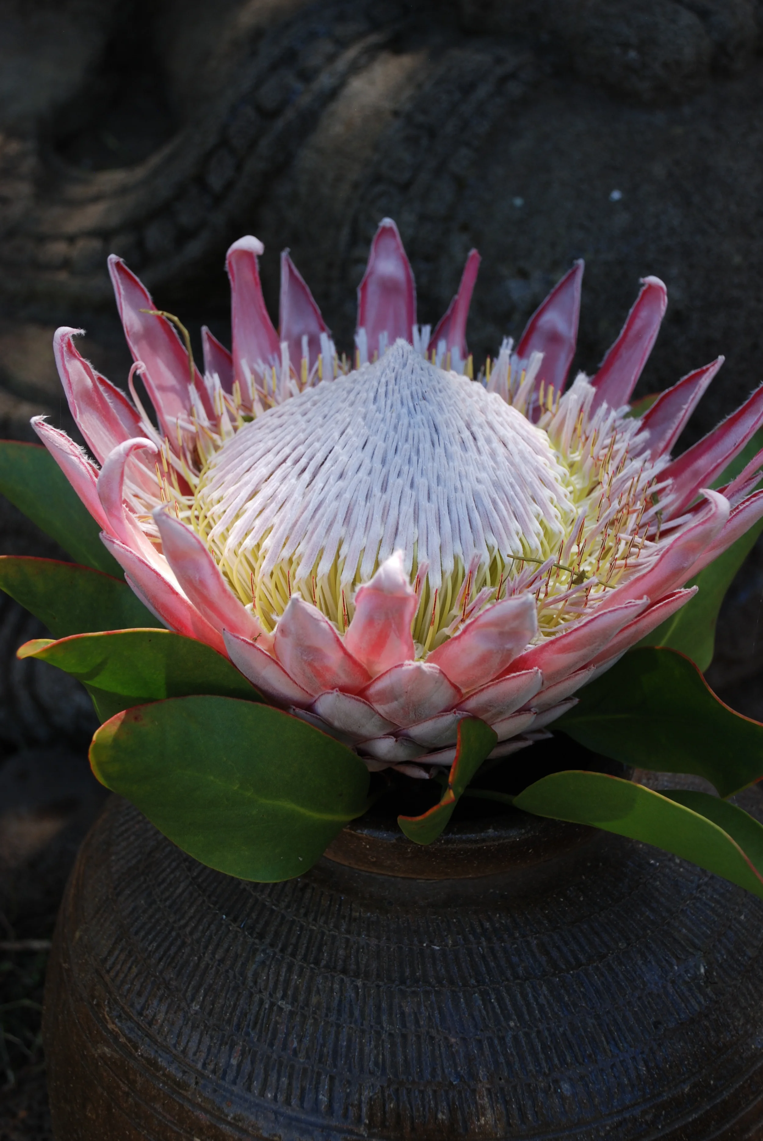 F005-13 King Protea.JPG
