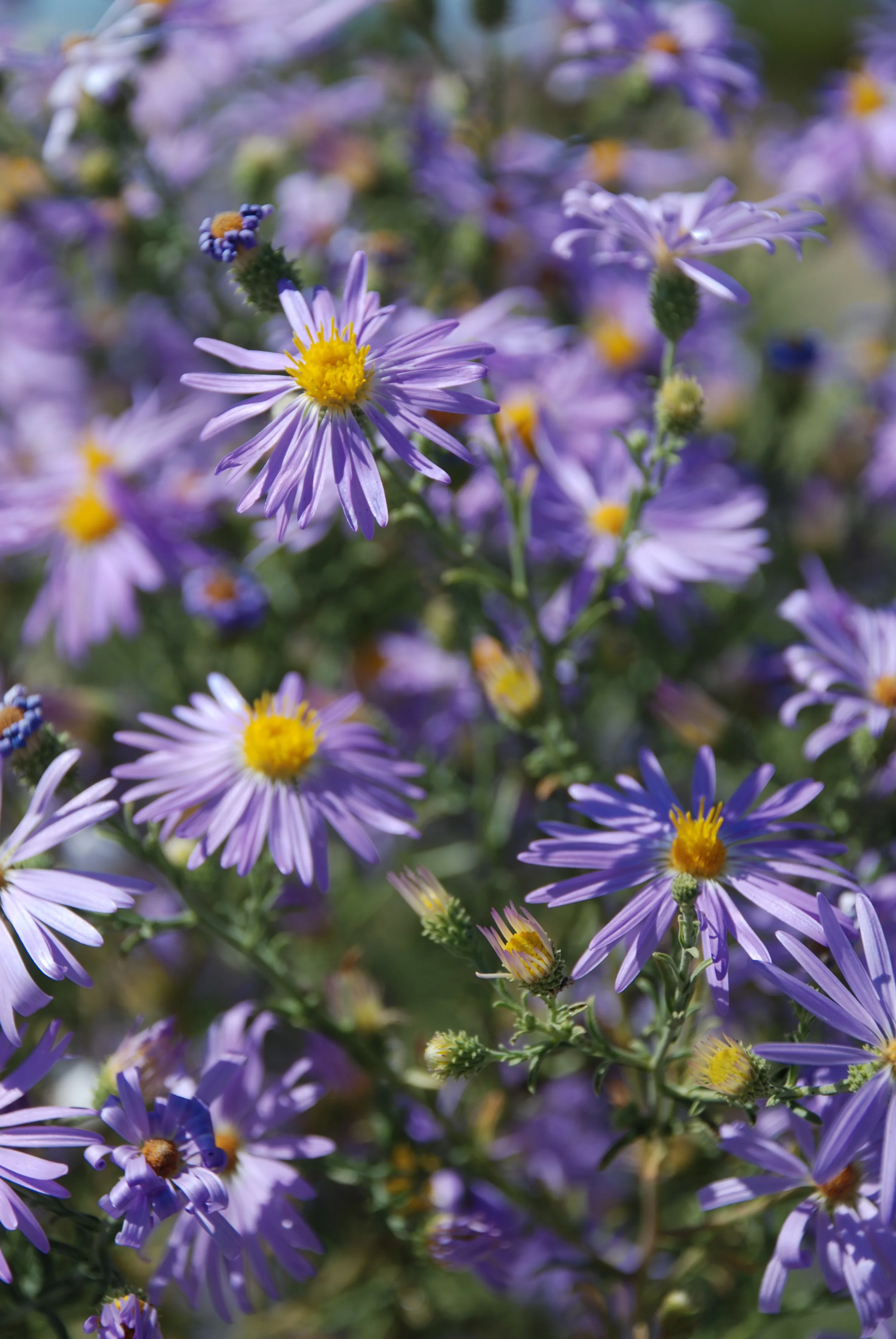 F004-11 Purple Haze.JPG