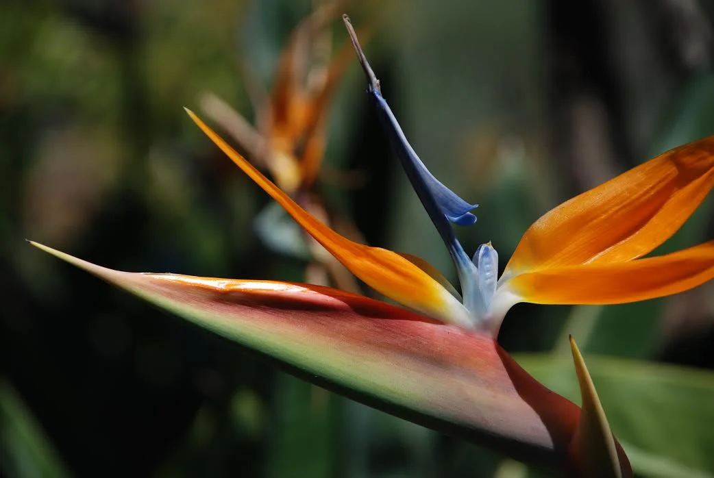 bird of paradise.2.jpg