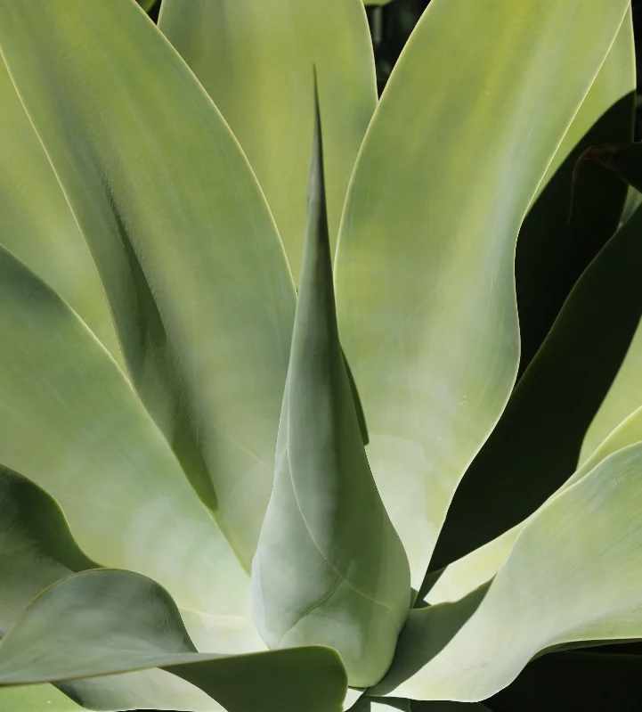 MP002-14 Aloe (1).JPG
