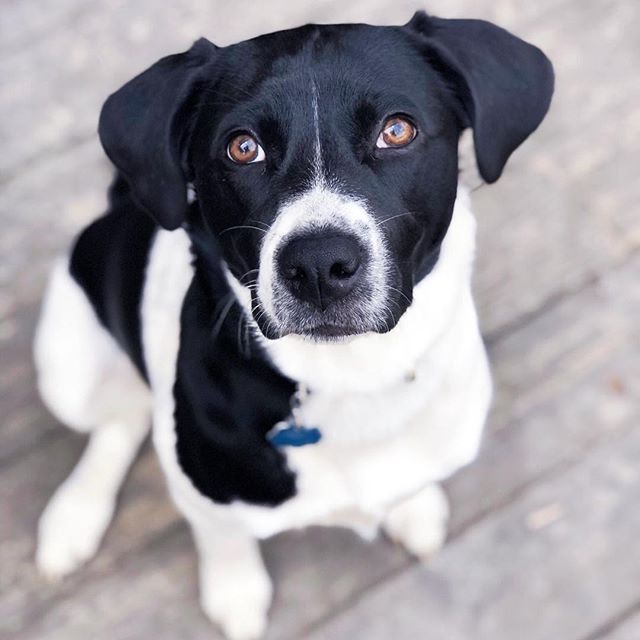 I&rsquo;m sending out an SOS to my naturally-minded friends! Please help me know how to protect our 9-month-old pup, Yo Yo! My vet is pushing for the Soresto collar, but I don&rsquo;t want my kids rubbing against it when they snuggle with their dog! 