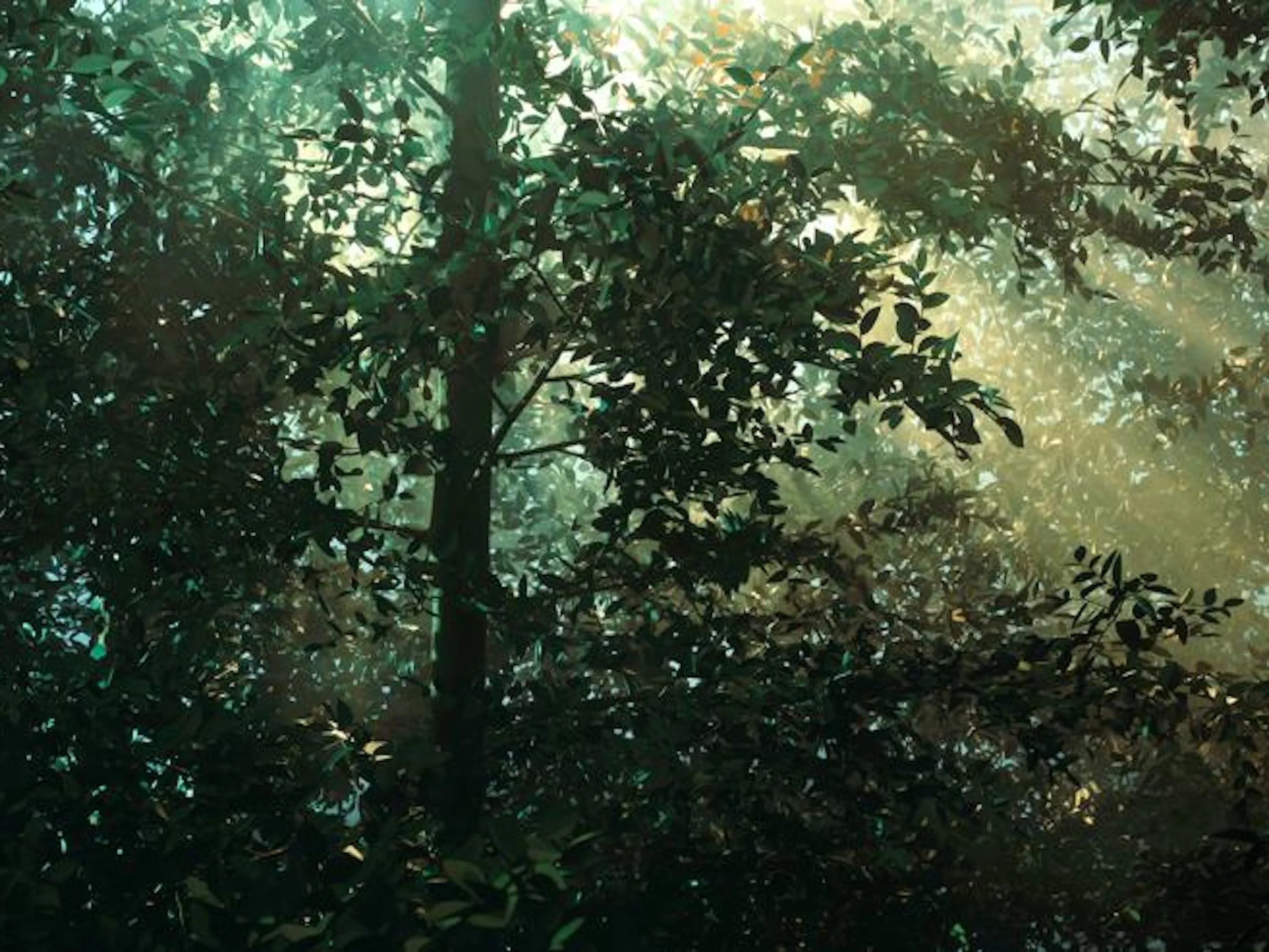 MEMBERS' PROGRAM: Visit to Fitzhugh Farm