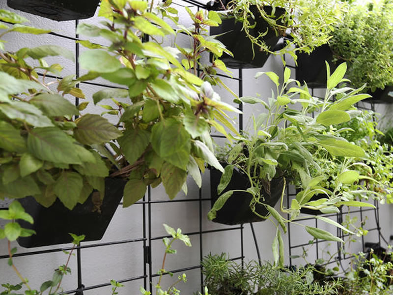 plantwall.jpg