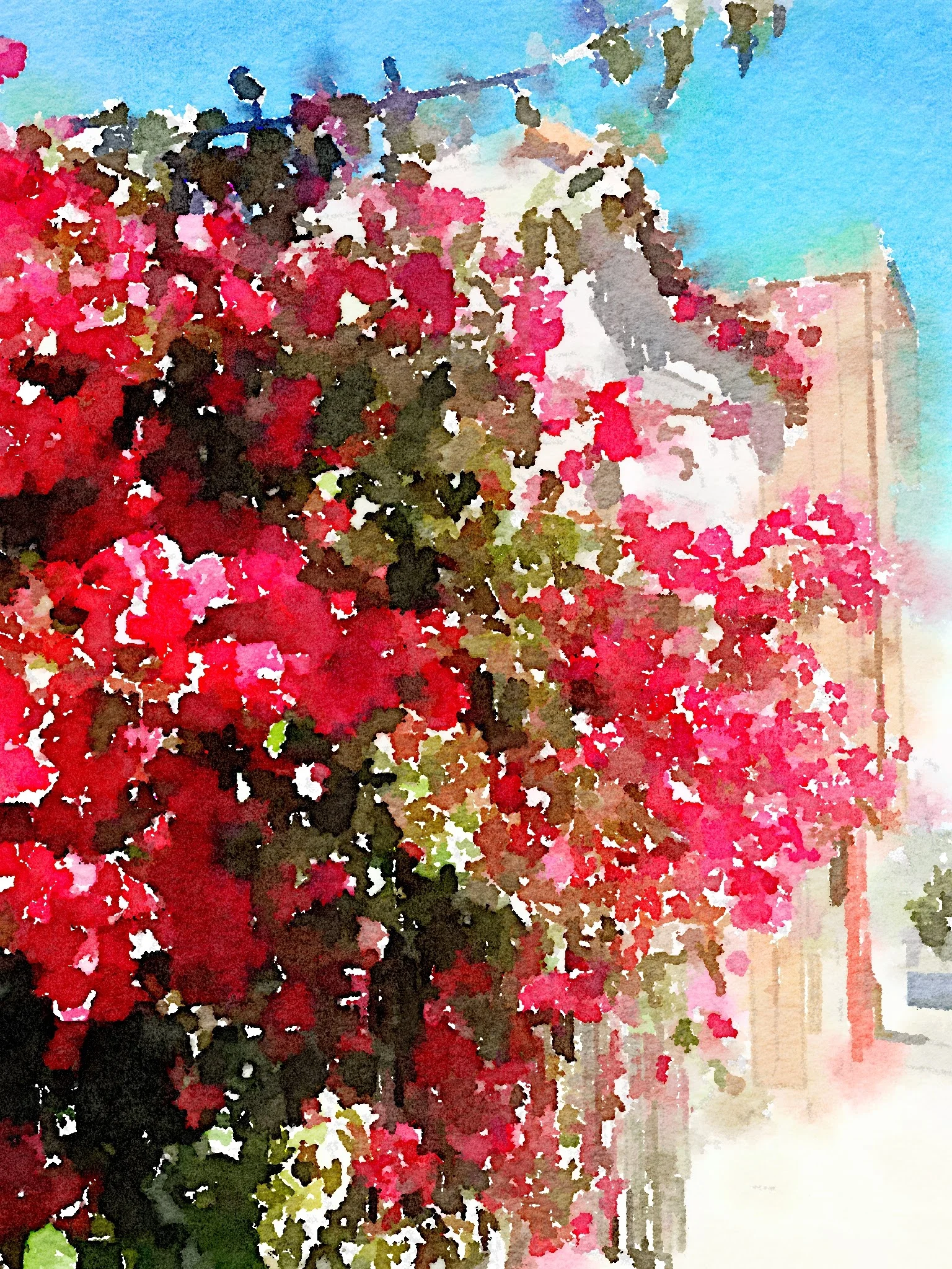  Bougainvillea