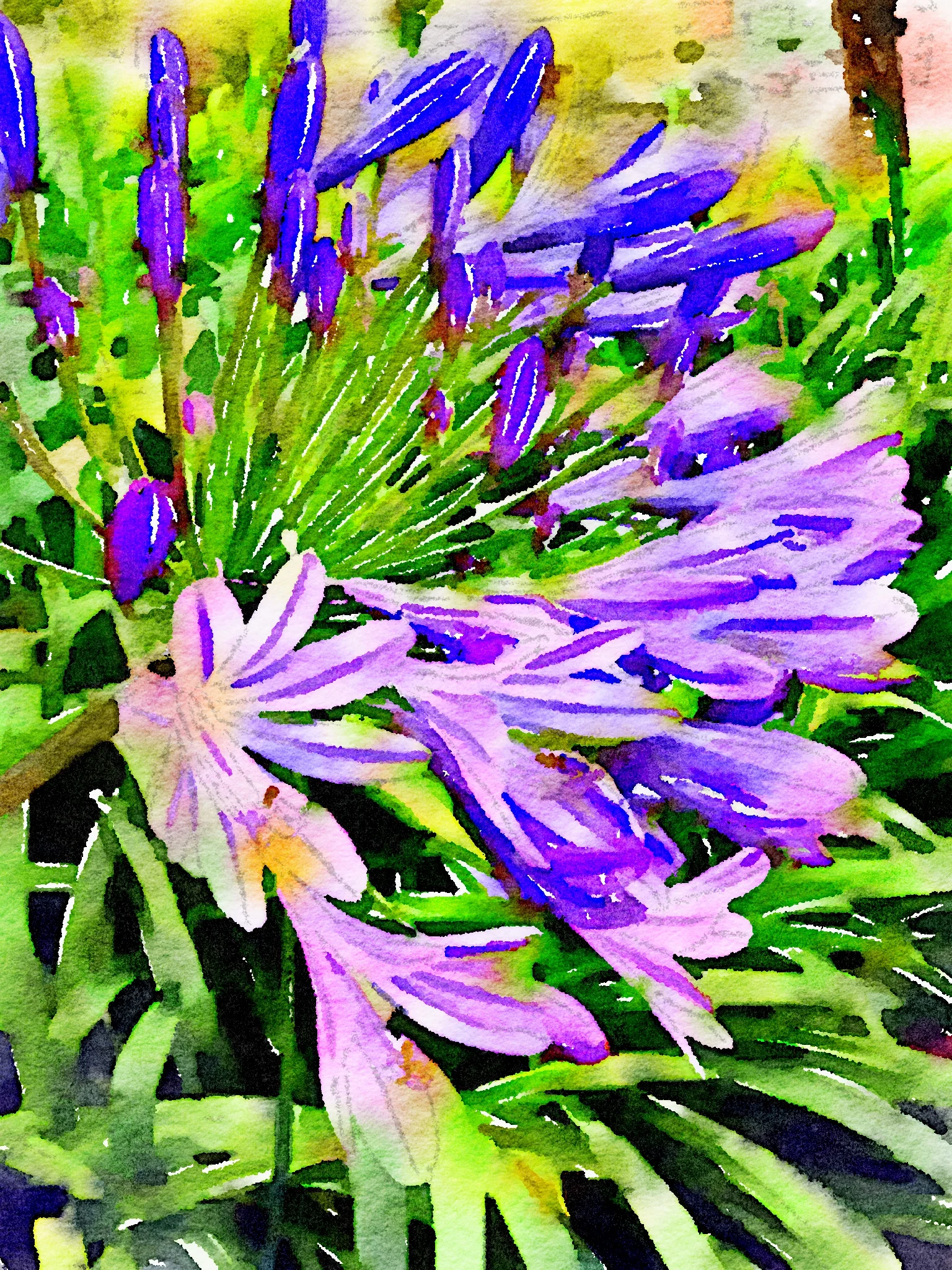 Agapanthus Purple Flower
