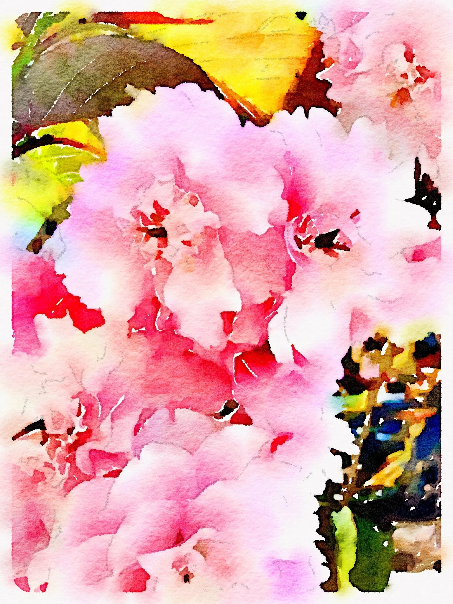 Cherry Blossoms on Clay St.