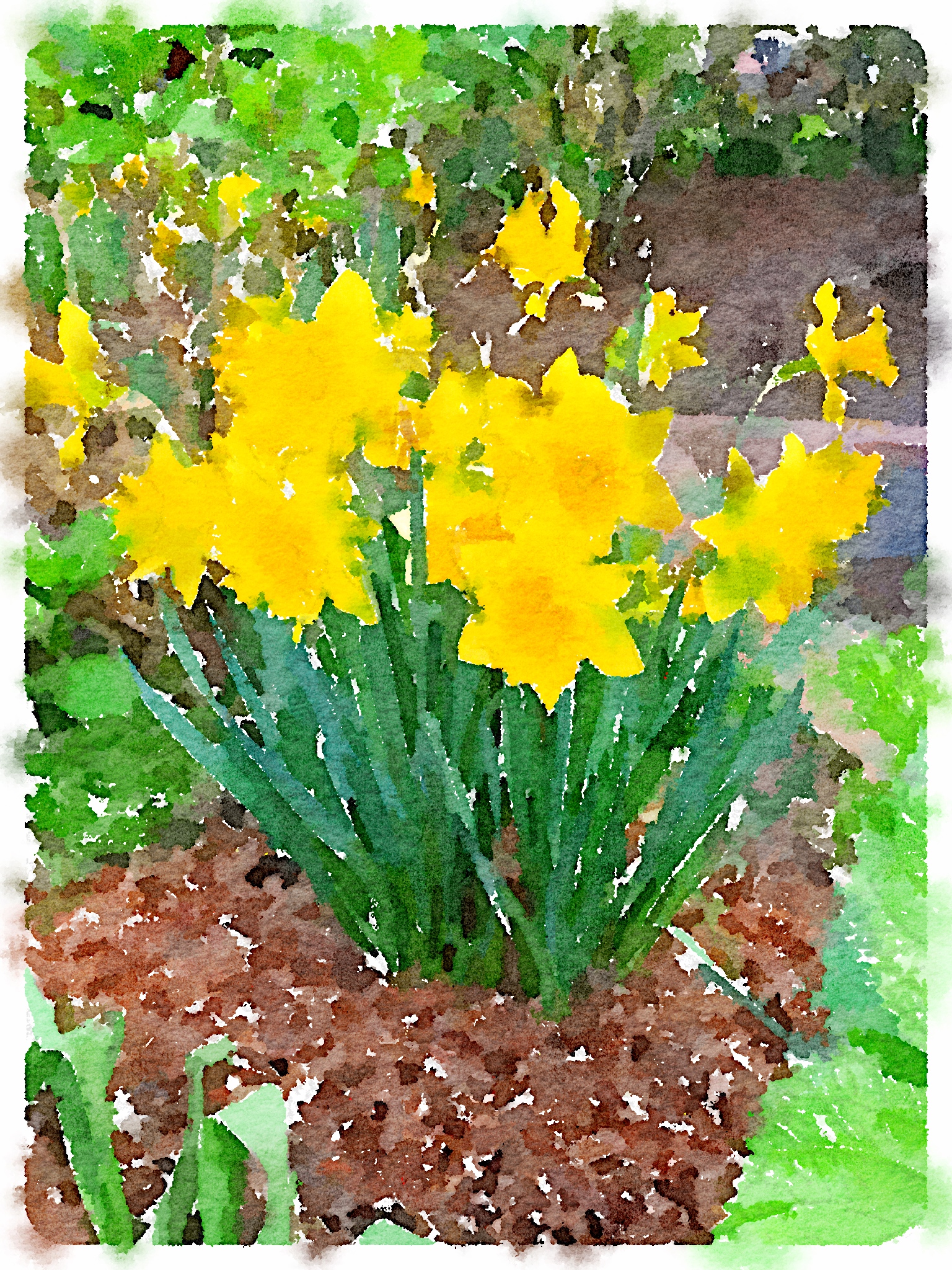 Daffodils