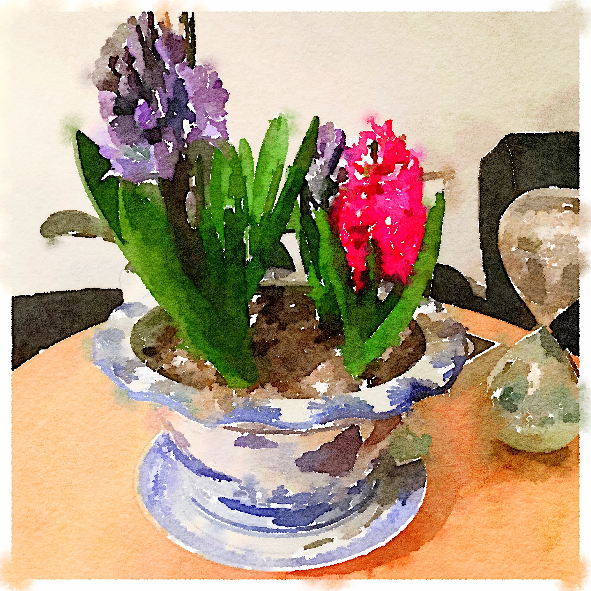 Hyacinth at Springtime.