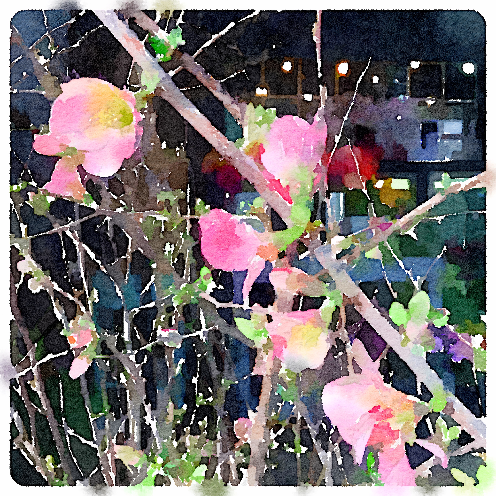 Cherry tree blossoms