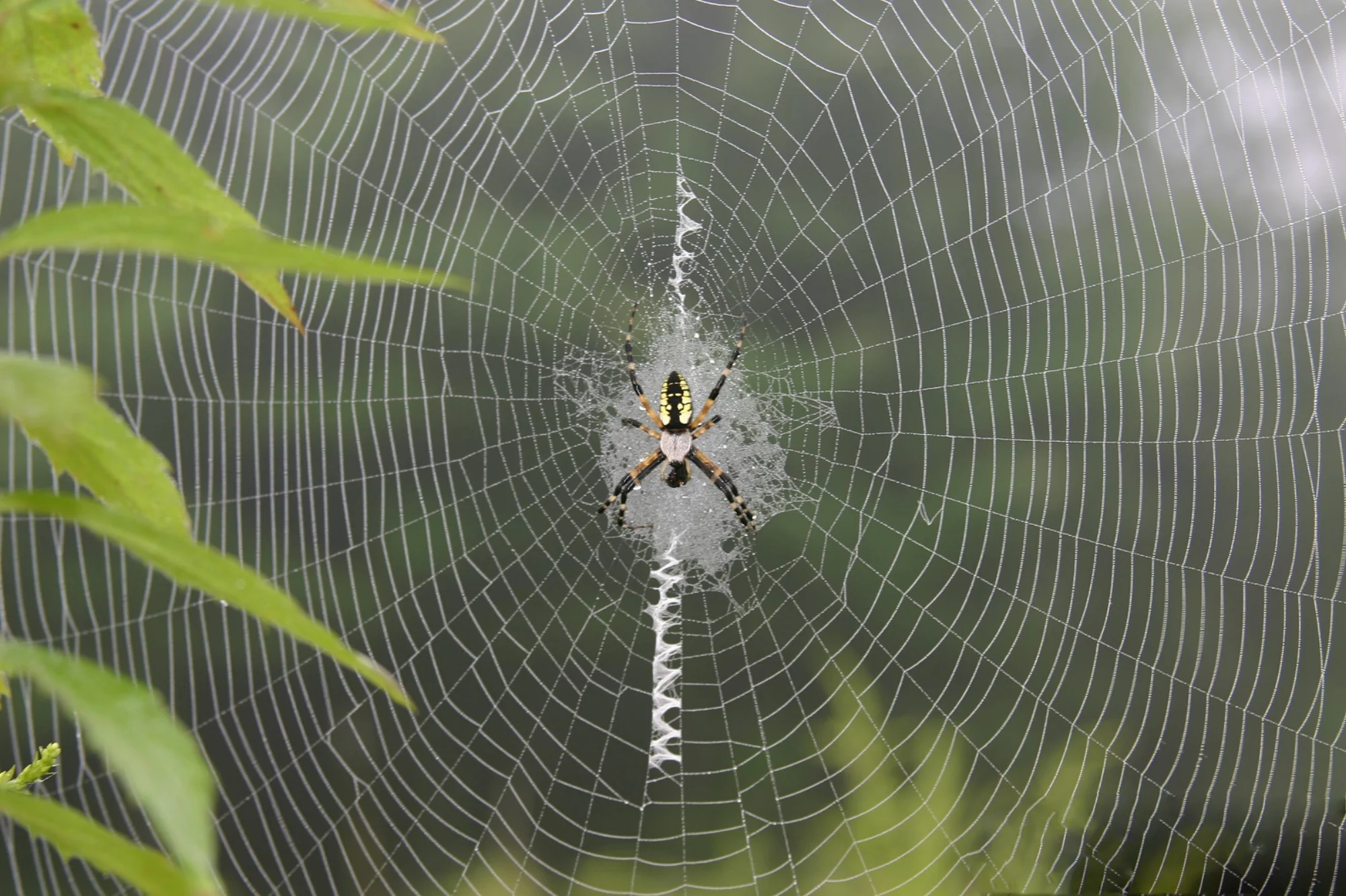 garden spider.jpg