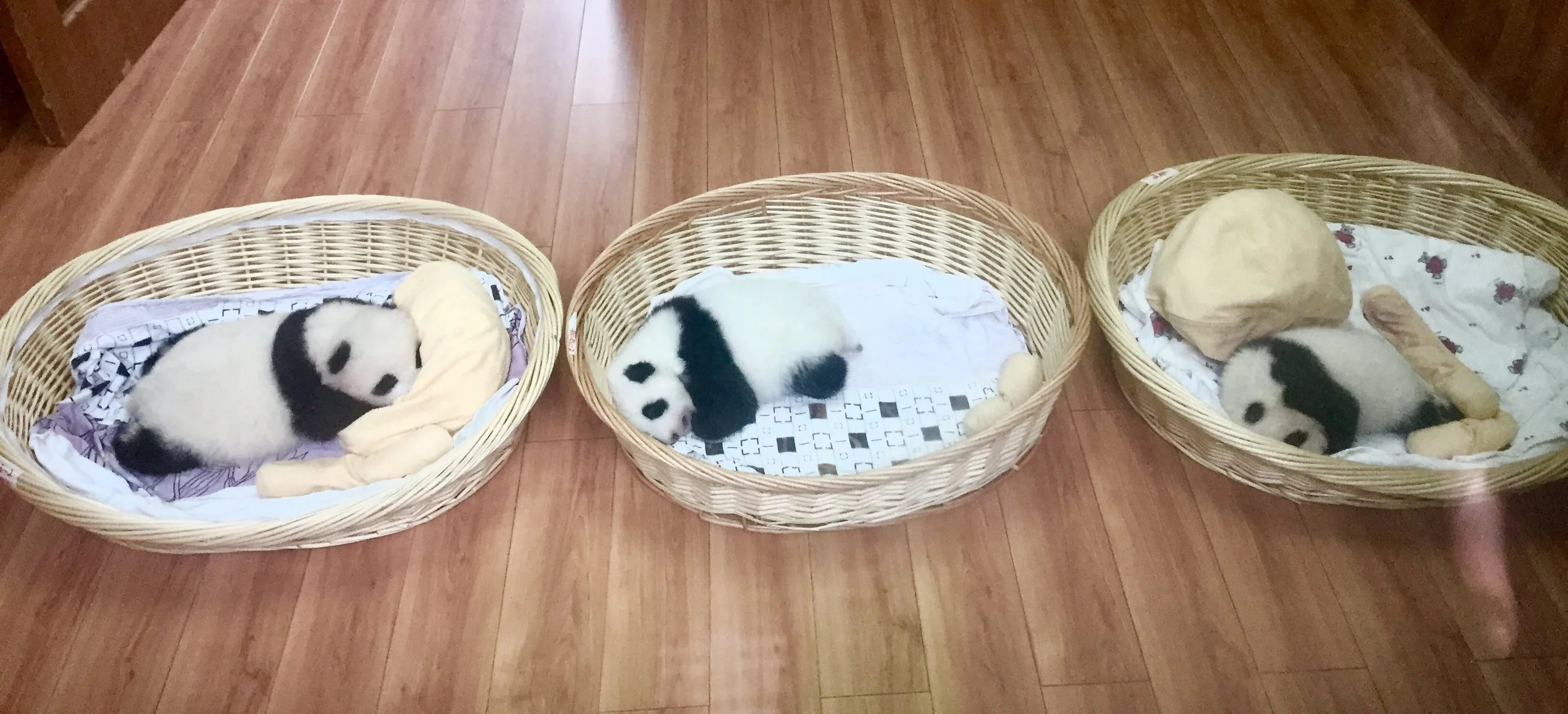 Babies!!
