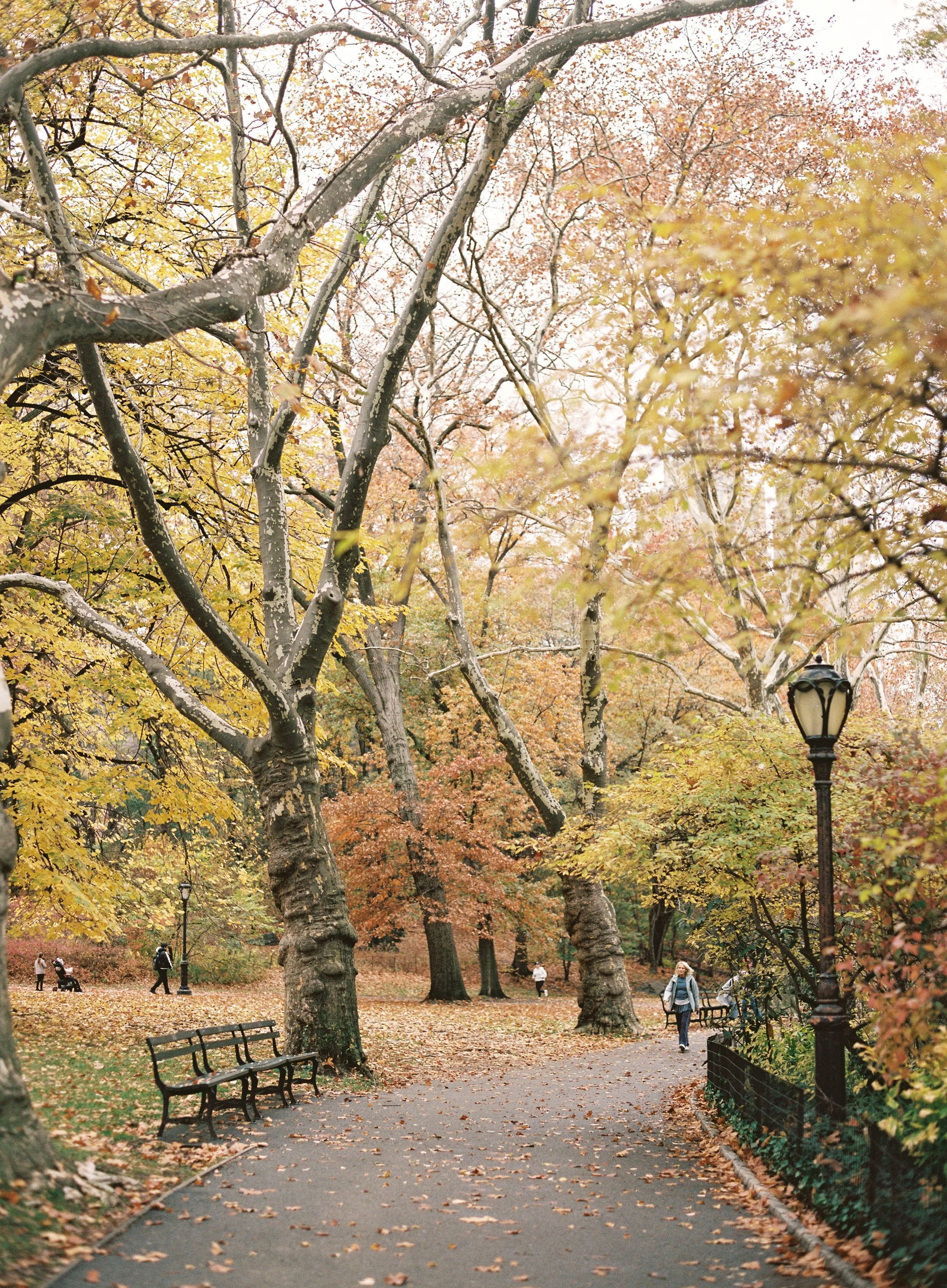  Fall in New York City NYC in Central Park by Hannah Haston Photography 