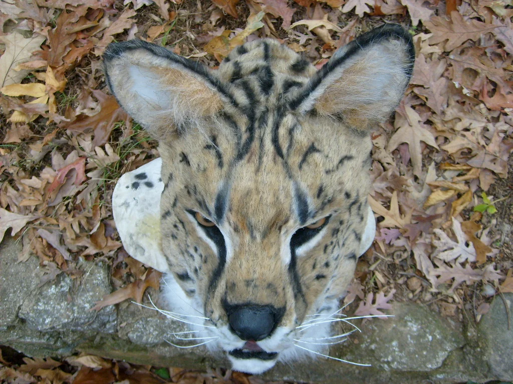 Masks and Full Fursuits_Timothy Serval_1031.jpg
