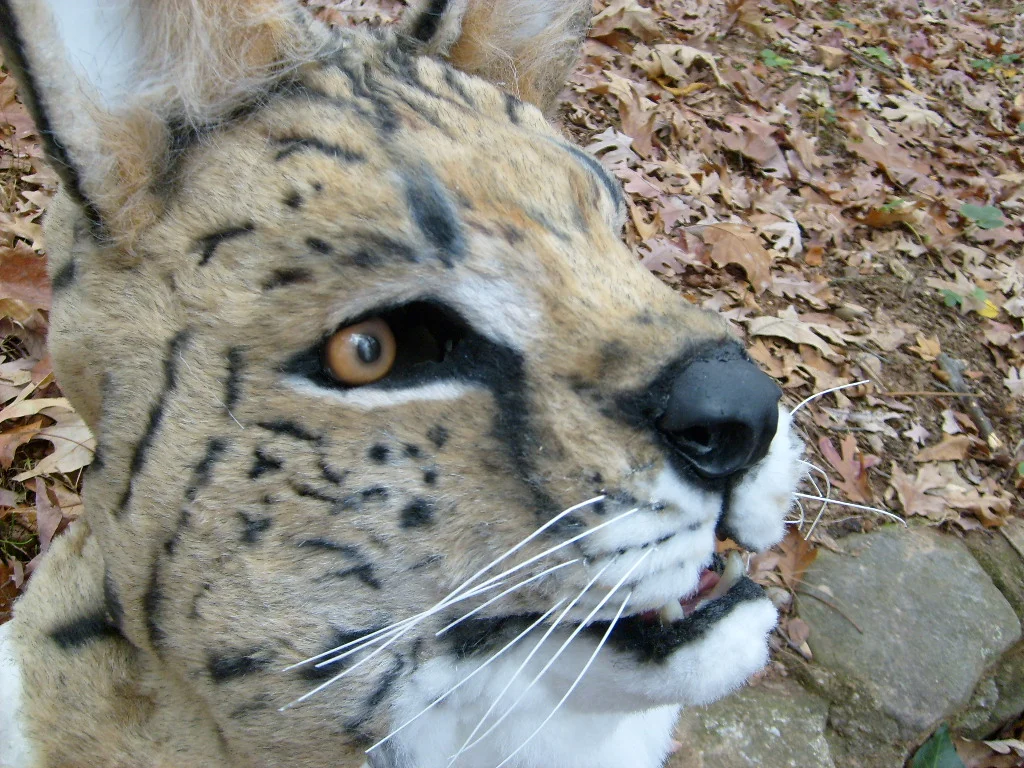 Masks and Full Fursuits_Timothy Serval_1028.jpg