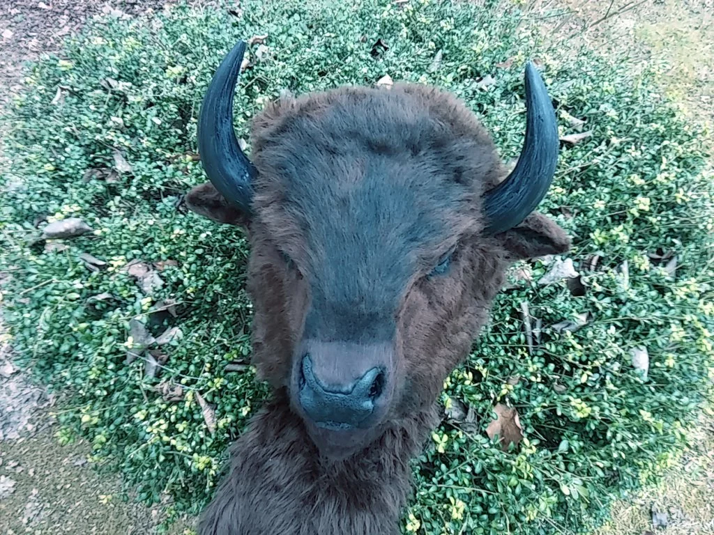 Masks and Full Fursuits_Newest bison _1069.jpg