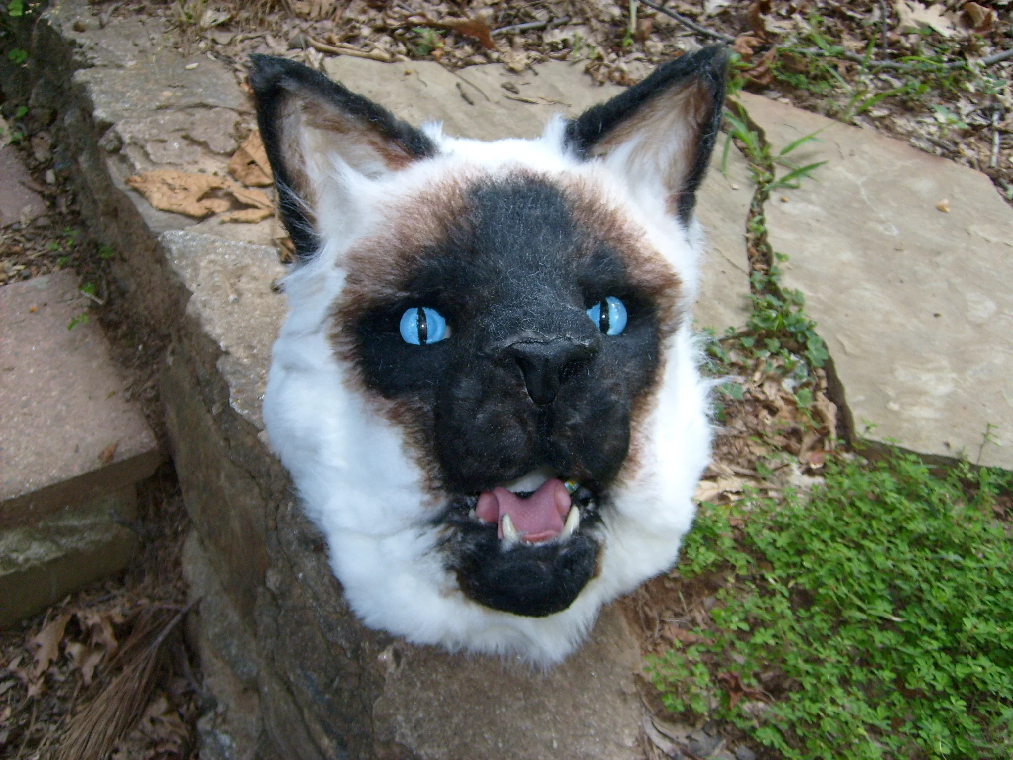 Masks and Full Fursuits_We are Siamese _956.jpg