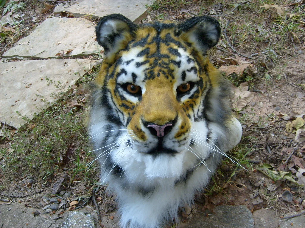 Masks and Full Fursuits_Sage the tiger _983.jpg