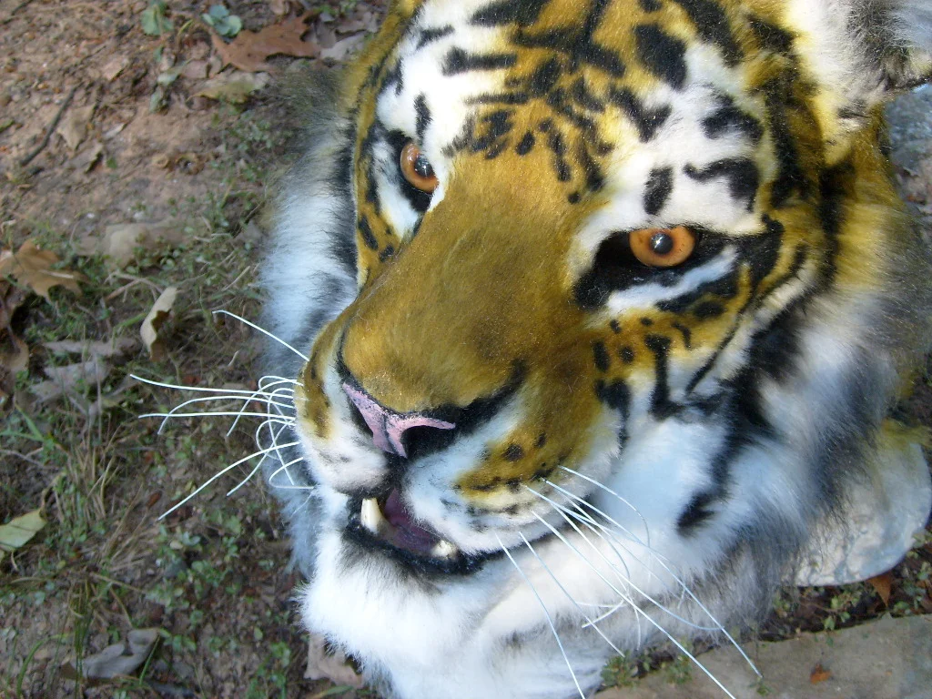 Masks and Full Fursuits_Sage the tiger _986.jpg