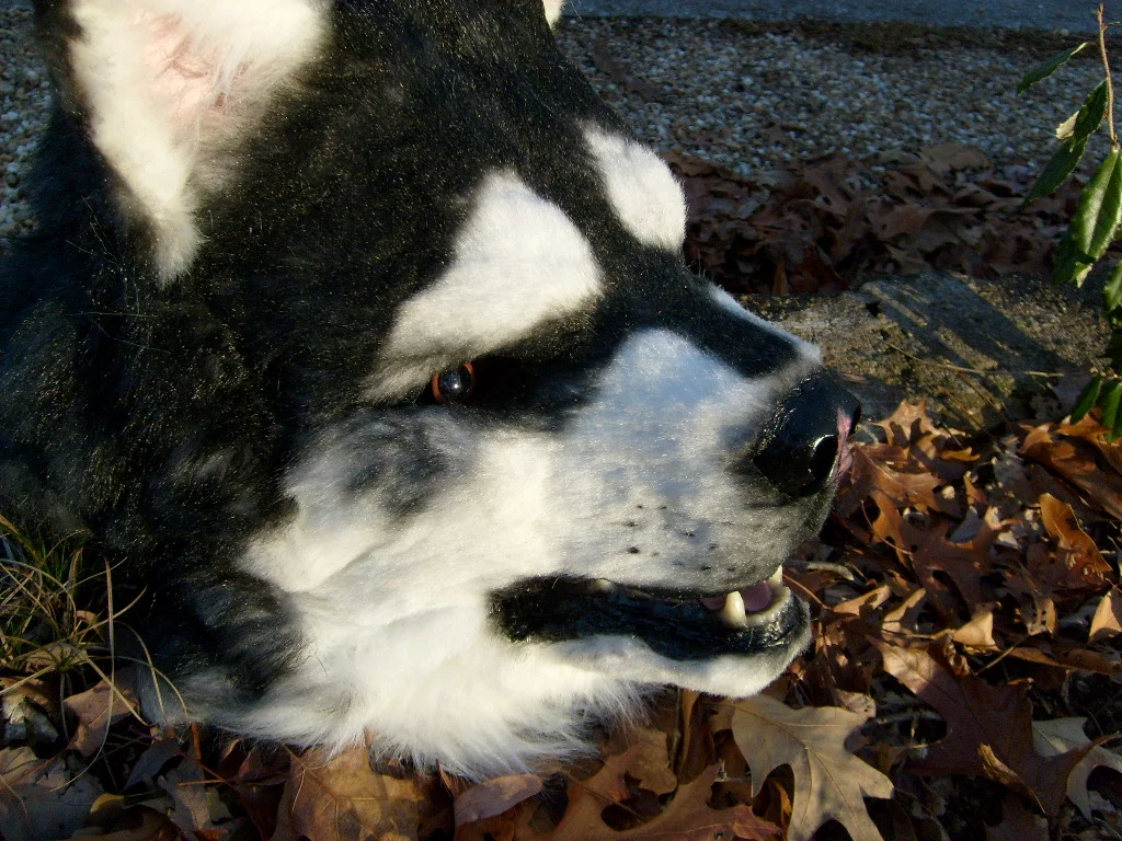 Masks and Full Fursuits_Malamute_971.jpg