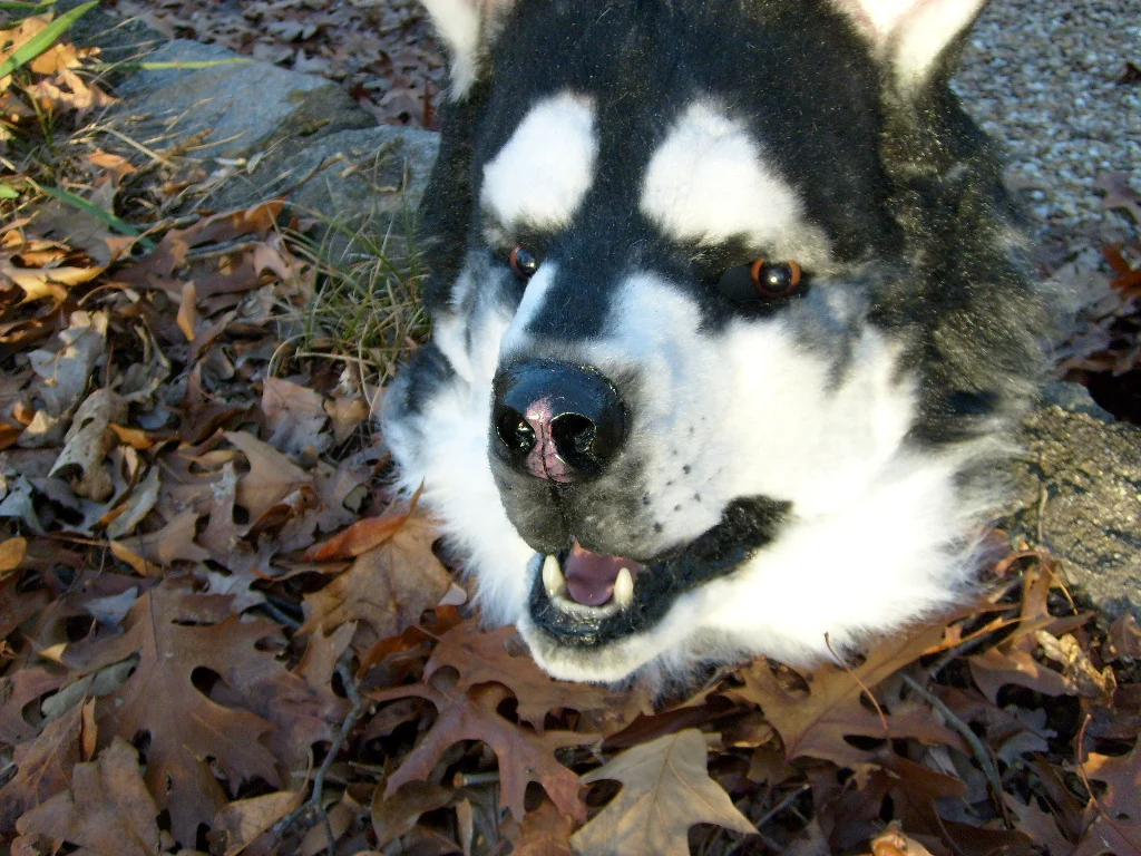 Masks and Full Fursuits_Malamute_974.jpg