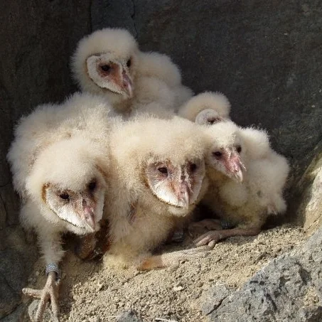 Bird babies 2 - DRIVE.jpg