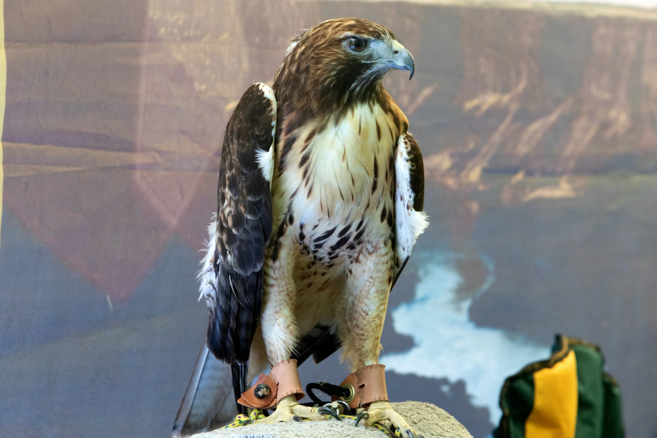 Raptor Fest — Birds of Prey NCA Partnership