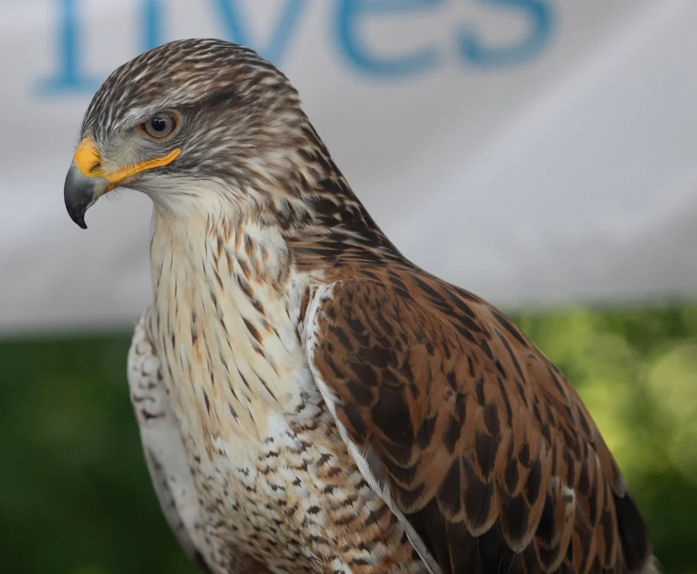Midwest Rapters Raptor Fest — Birds of Prey NCA Partnership