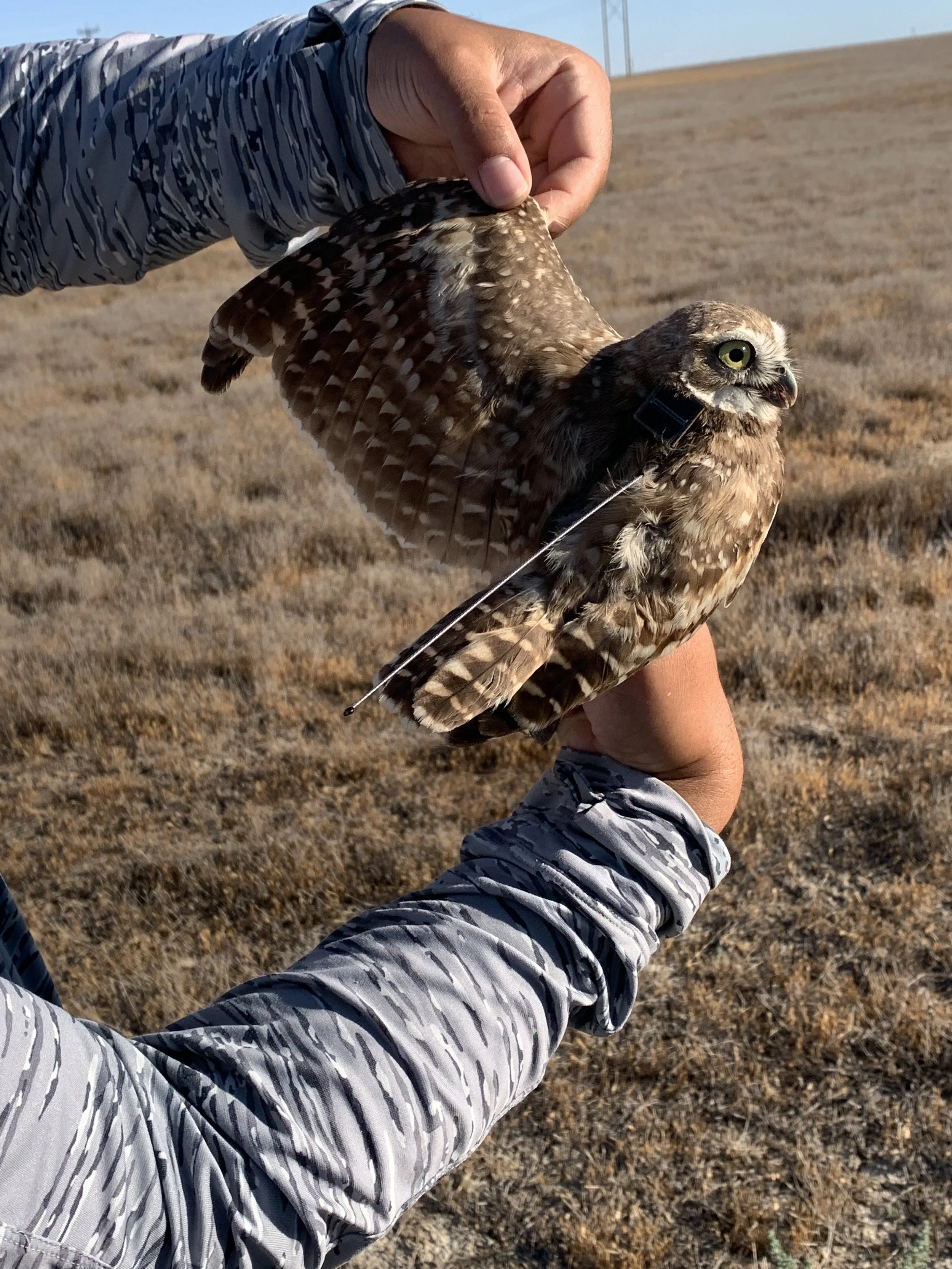 Anthony Locatelli’s Burrowing Owl Research