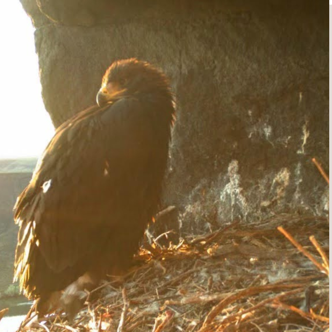 Golden Eagle Research at the Raptor Research Center