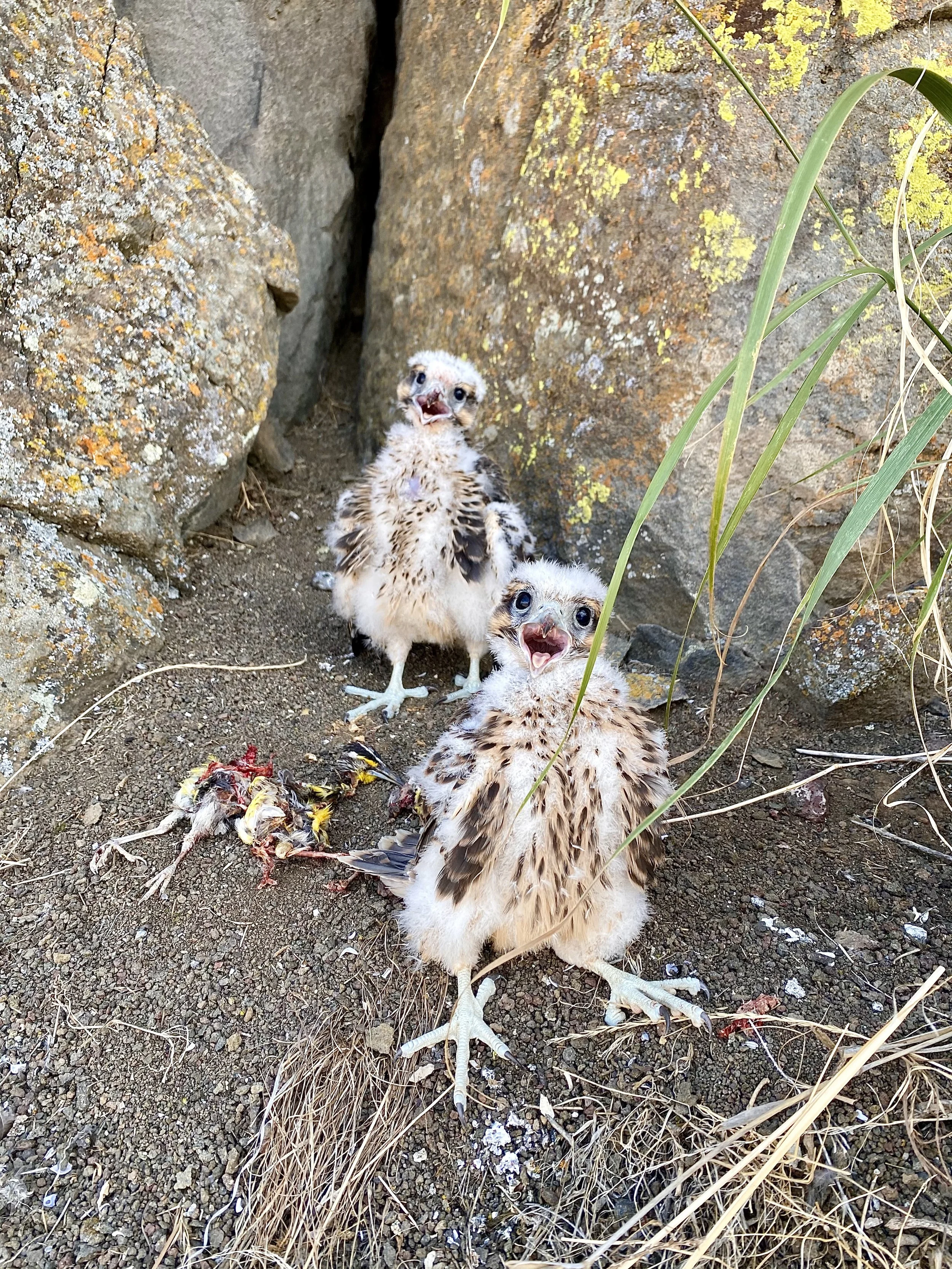 Copy of CFR_nestlings(1).jpg