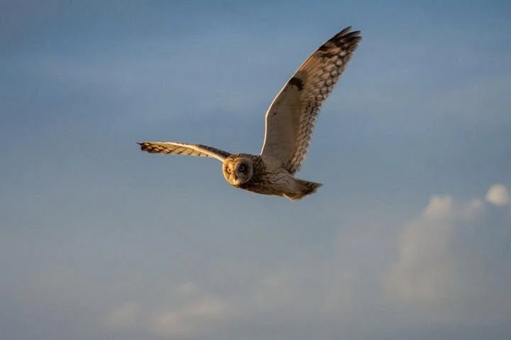 Raptors of the NCA - short-eared owl