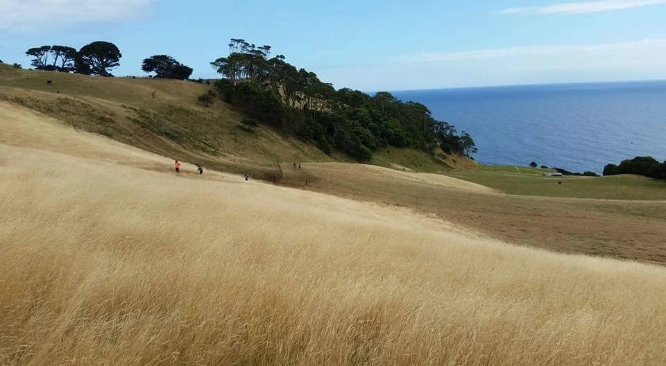 Bat harbour farm hills.jpg