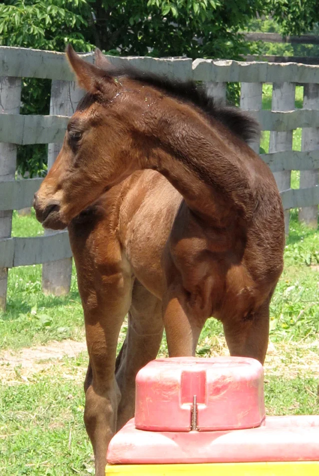 foal-2.jpg